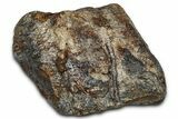 Dinosaur (Triceratops) Frill Shield Section - Montana #355091-1